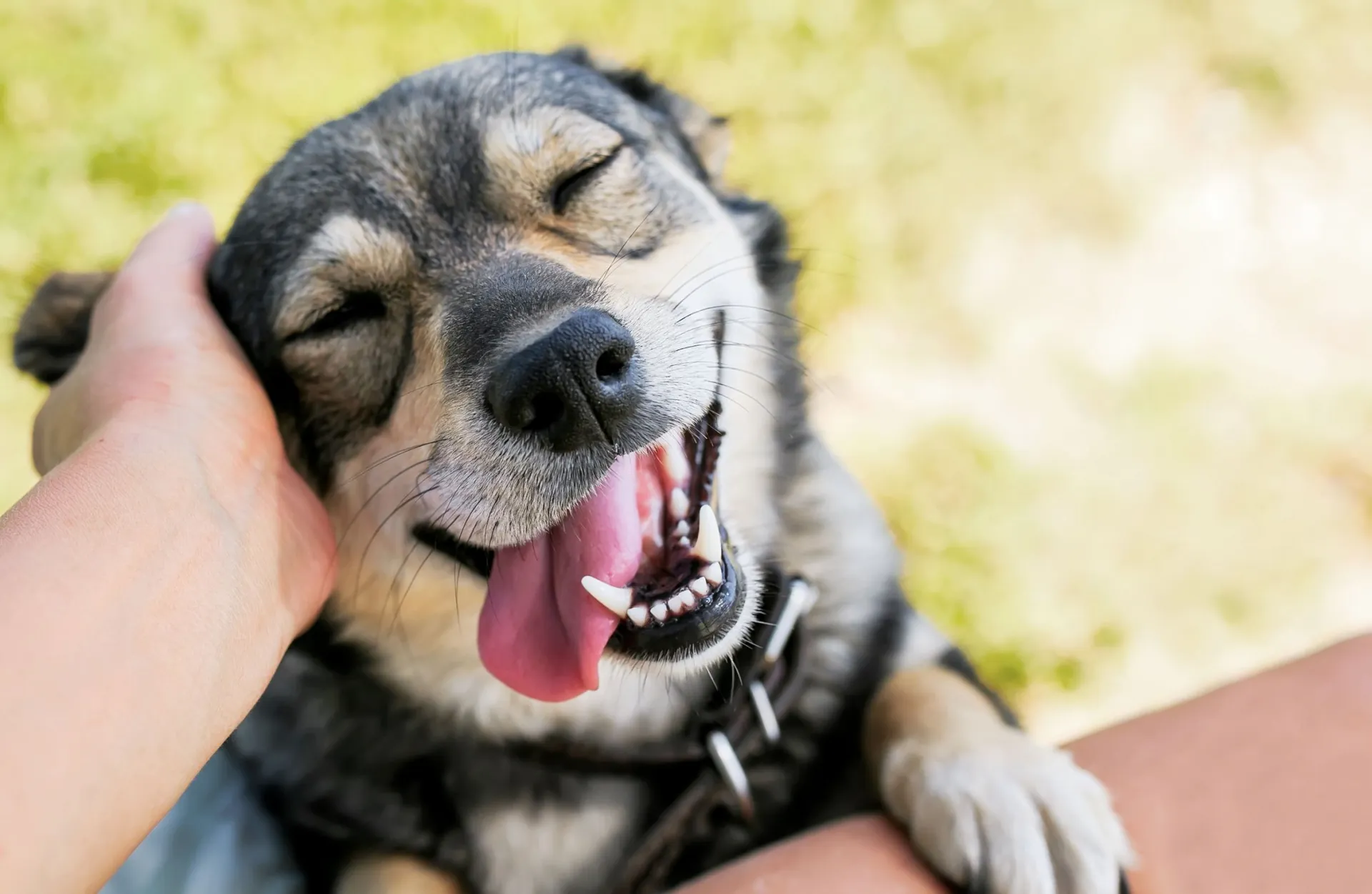 Close-up of a smiling light-colored dog outdoors
