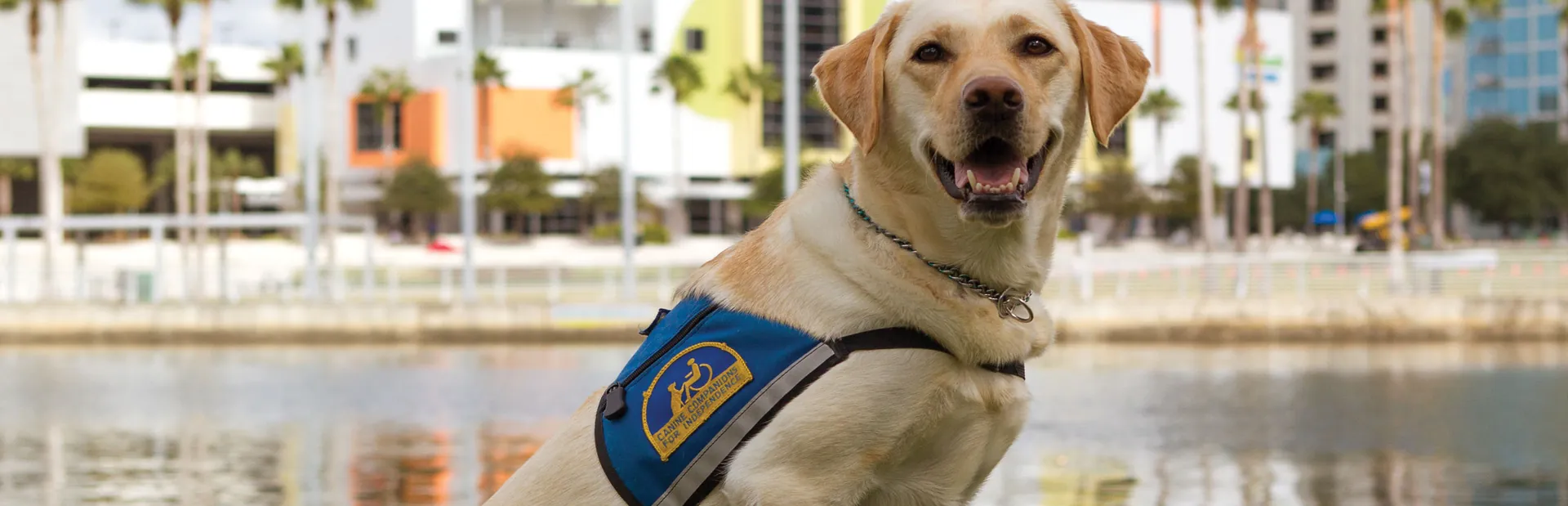 HCP Associates was selected by Voices for Children of Tampa Bay and Guardian ad Litem to produce a “Dogumentary” (documentary) for their Courthouse Dog Program.