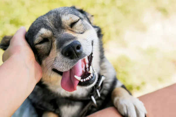 Close-up of a smiling light-colored dog outdoors